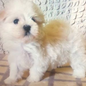 Meet your Posher, Veronica